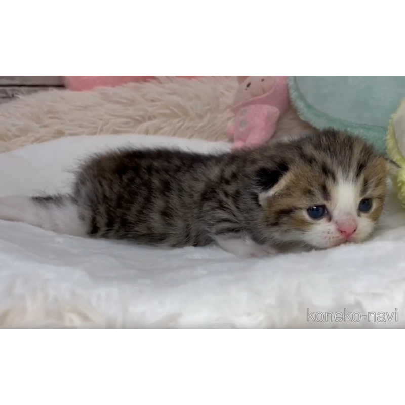 販売中の静岡県のミックス-123424の3枚目